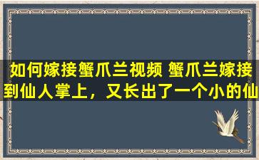 如何嫁接蟹爪兰视频 蟹爪兰嫁接到仙人掌上，又长出了一个小的仙人掌，我想问一下这个蟹爪兰活了吗对旁边的小仙人掌需要做什